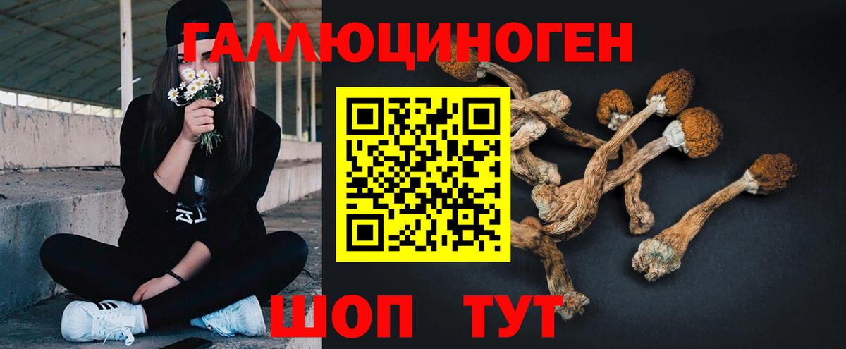 Гурьевск  Псилоцибиновые грибы MAGIC MUSHROOMS  Вход с VPN 